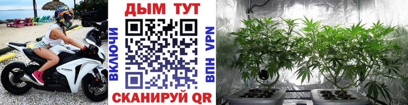 Марихуана план  Наволоки 